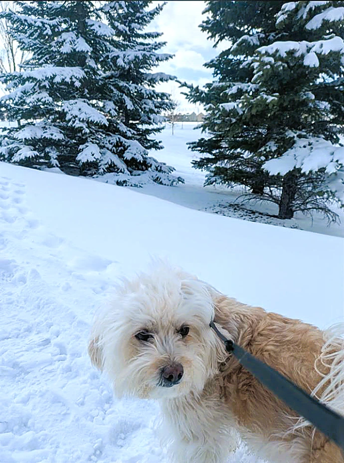 Dog inviting people to an adventure